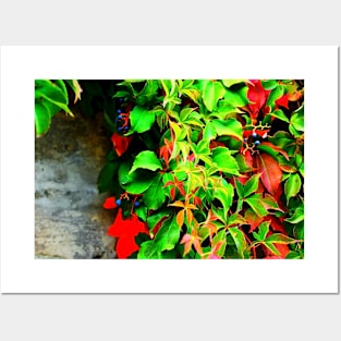 Virginia creeper with some fruits on the wall in autumn Posters and Art